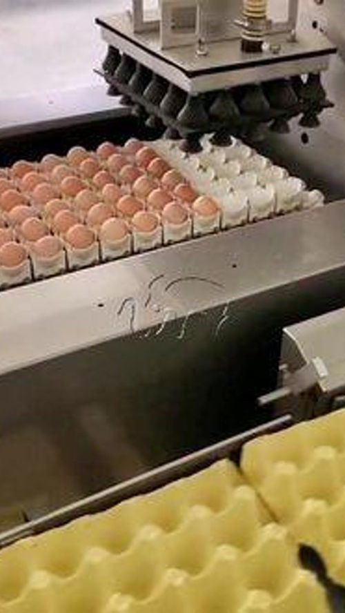 雞蛋自動擺盤流水線 雞蛋 養(yǎng)雞廠 食品機械設備 自動化生產(chǎn)線